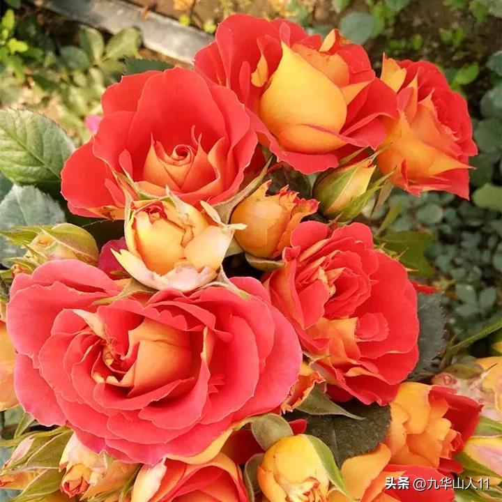 微型月季嫁接最佳品种,丰花微型月季品种有哪些