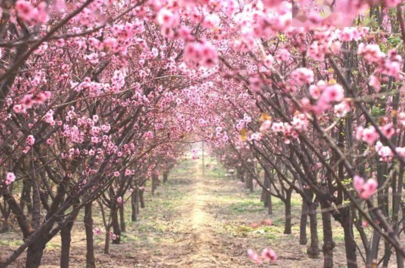 西安桃花观赏最佳地点,西安桃花潭公园桃花什么时候开