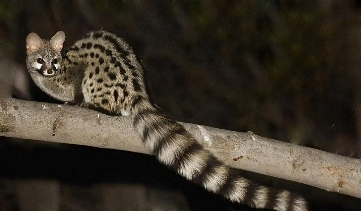 深圳出现“小灵猫”，全身灰黑色斑纹像老鼠，最爱钻进古墓去住？