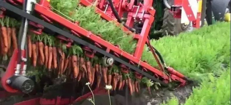 农庄案例：一个关于胡萝卜的传奇故事