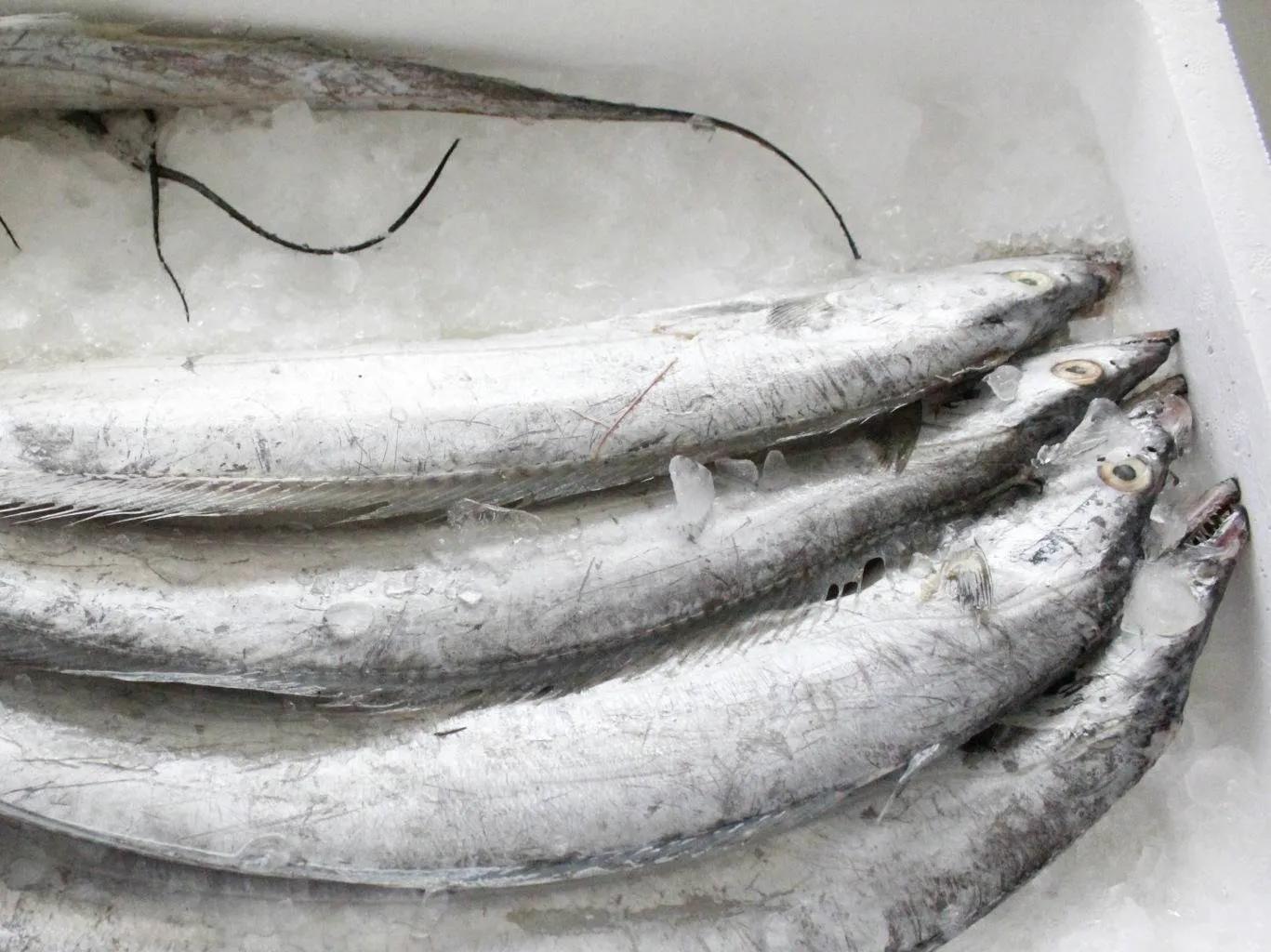 特大号新鲜带鱼,新鲜带鱼哪里买