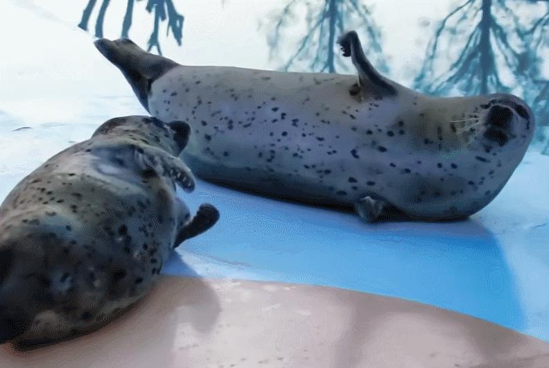 辽宁大连100头斑海豹幼仔遭猎捕,辽宁盘锦斑海豹罕见上岸晒日光浴