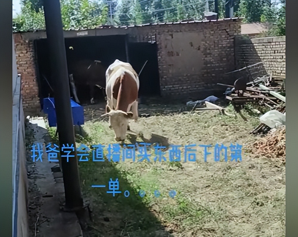 男子45000网购4头牛,爸爸第1次网购买下整头牛