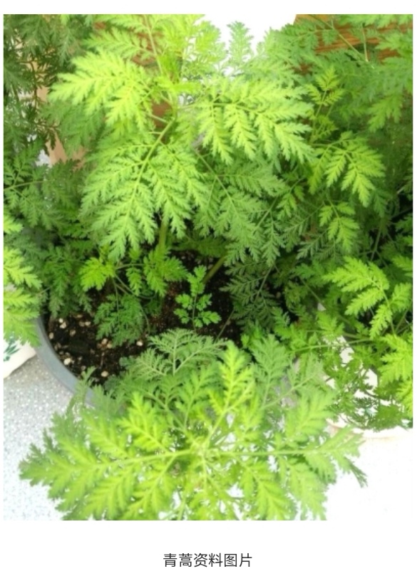 屠呦呦在四川找抗疟疾方子,屠呦呦关于青蒿素的文章