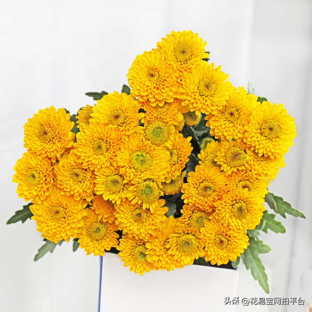 9月份红色好看的花材,颜值高的花束合集