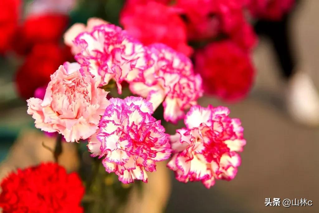 鲜花五彩缤纷争奇斗艳,最美鲜花一年四季都在争艳怒放
