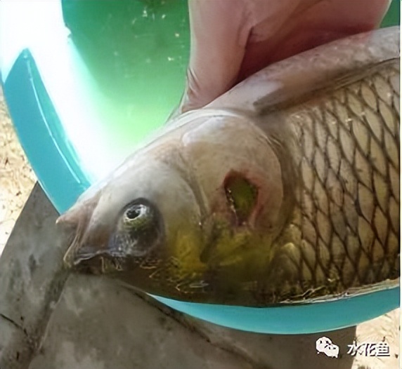 12种水产病害防治,你对水产动物病害的初步认识