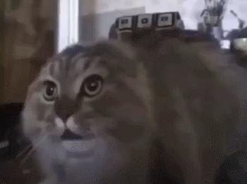 猫咪在交配的时候，究竟爽不爽？