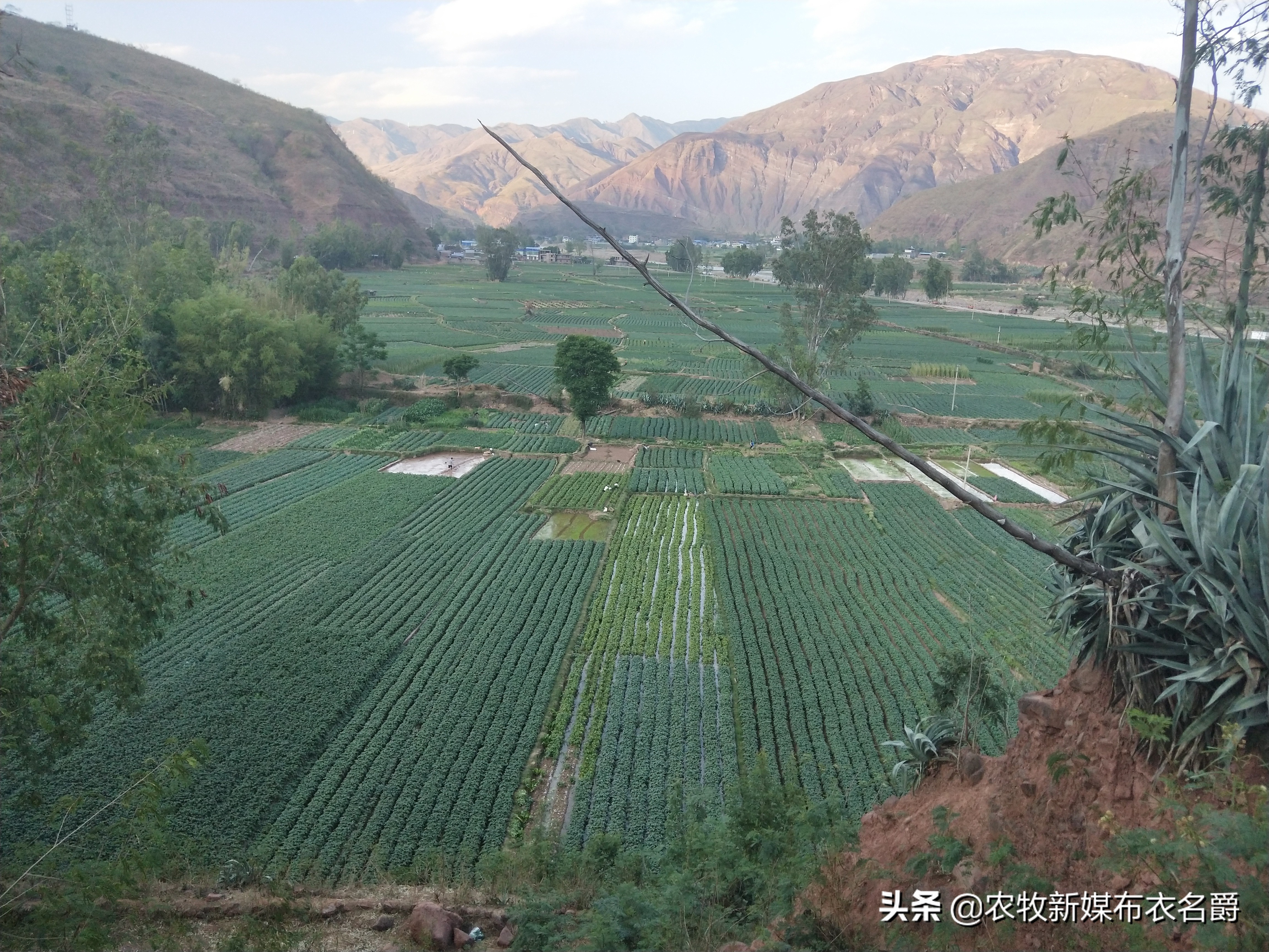 鸡大肠杆菌病用啥中草药饮水,中药治疗鸡大肠杆菌效果怎么样