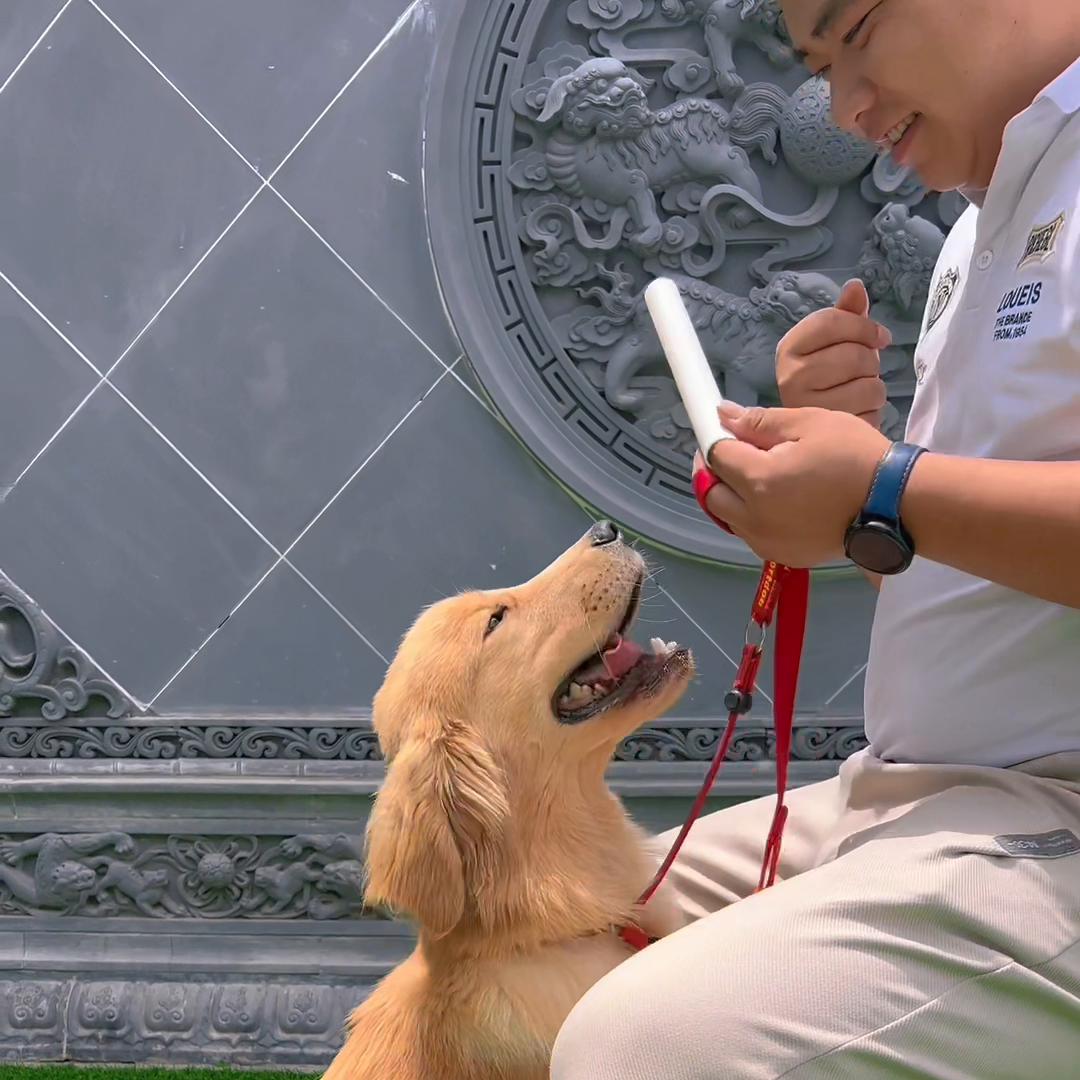 狗狗去上学要准备哪些东西,狗狗上学能学会什么