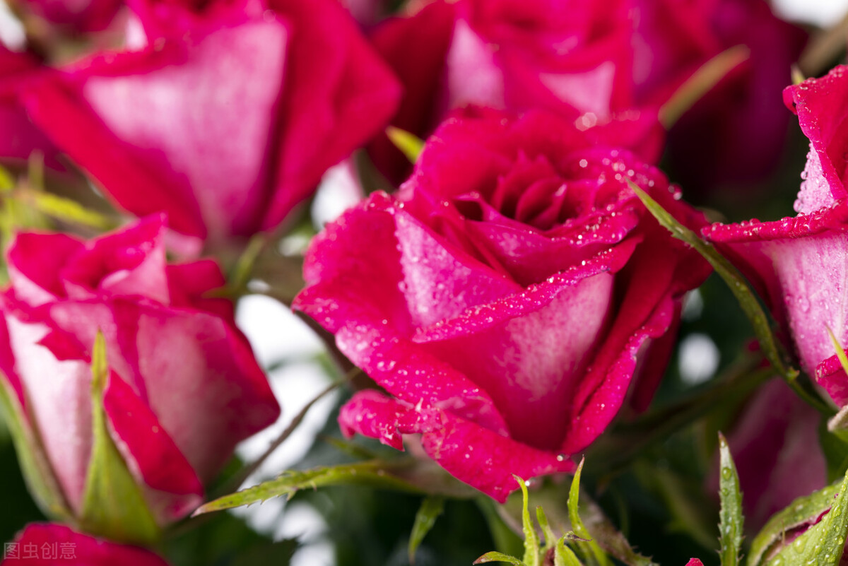 这二十幅极品花卉越看越醉,超好看又耐看的花卉图