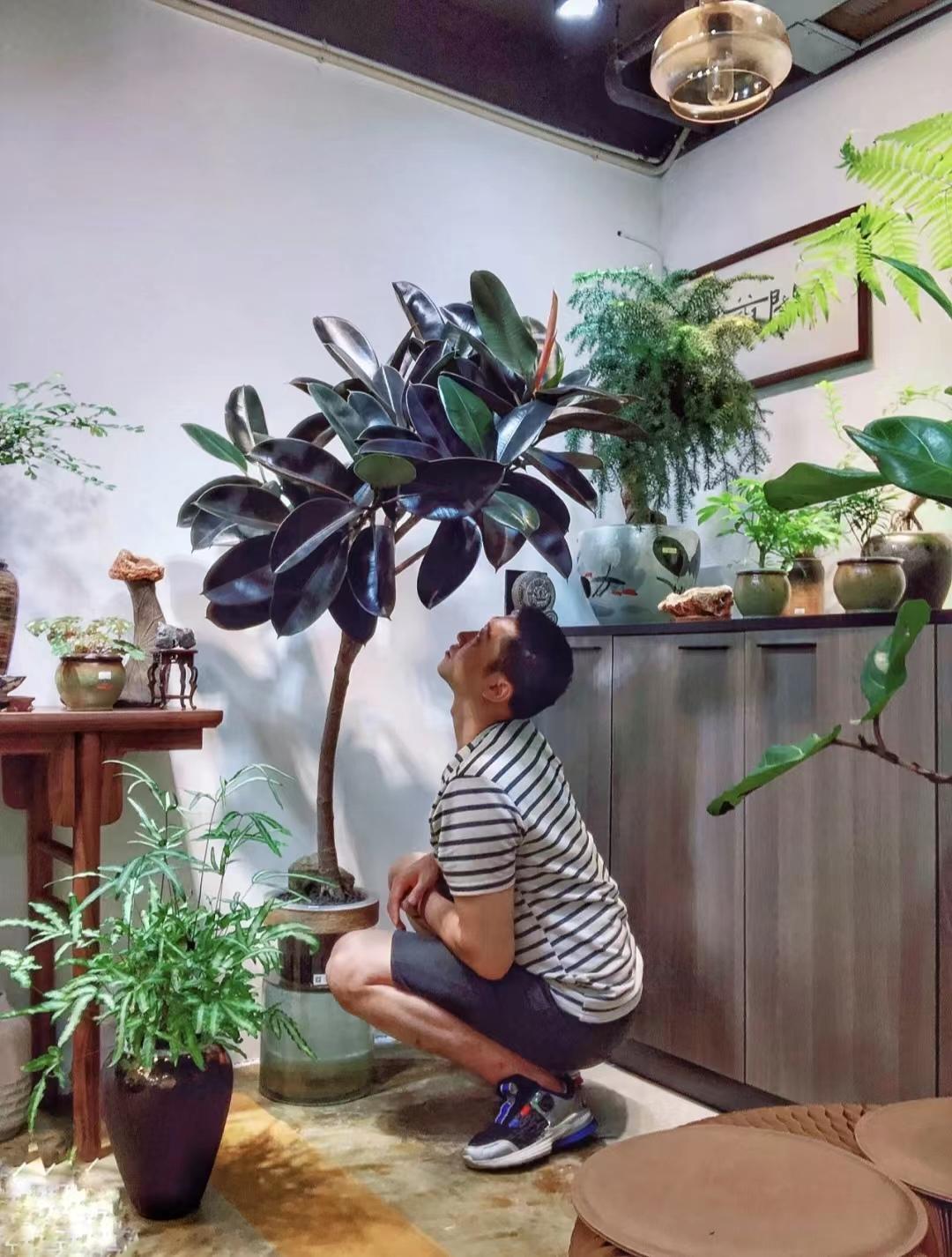 哪些花草对身体有害,哪些花卉会对人体造成不良反应