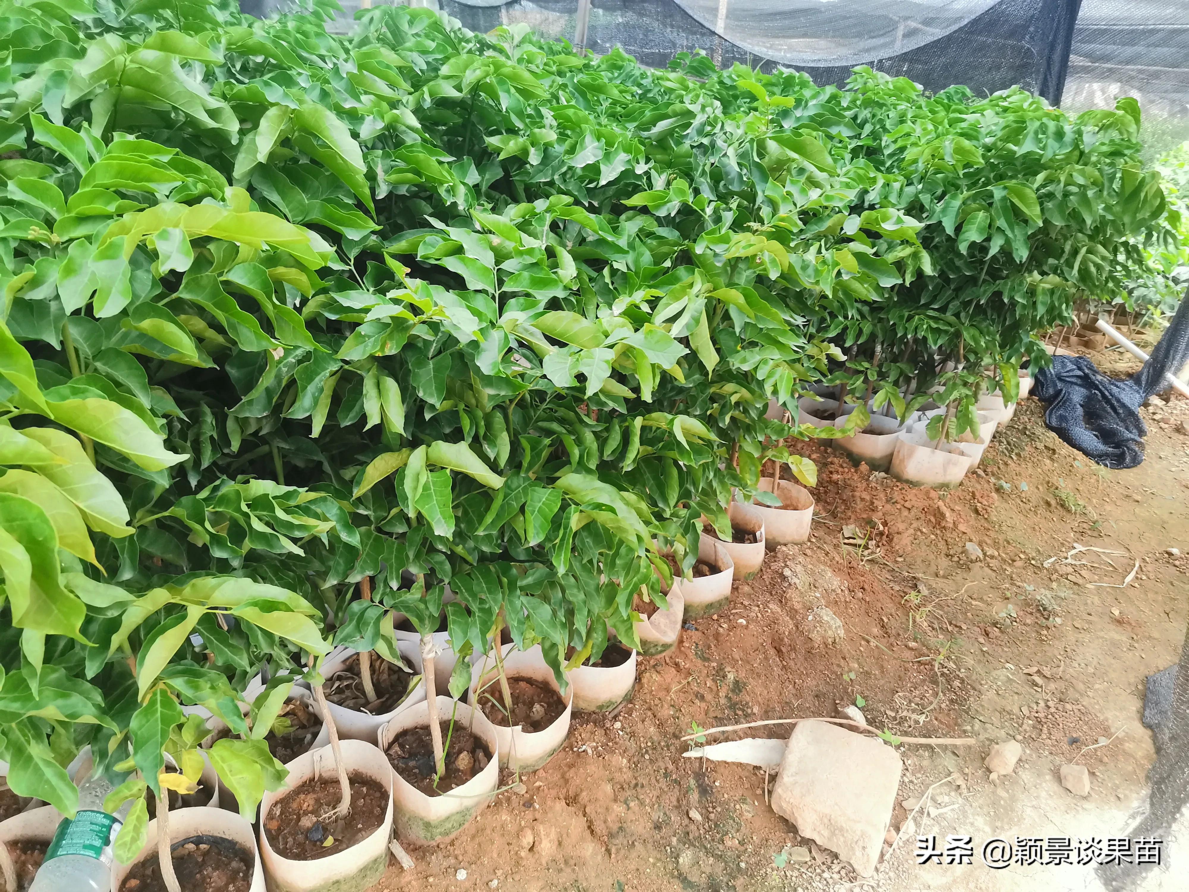 适合南宁种的水果树苗,适合广西种的阳台水果苗