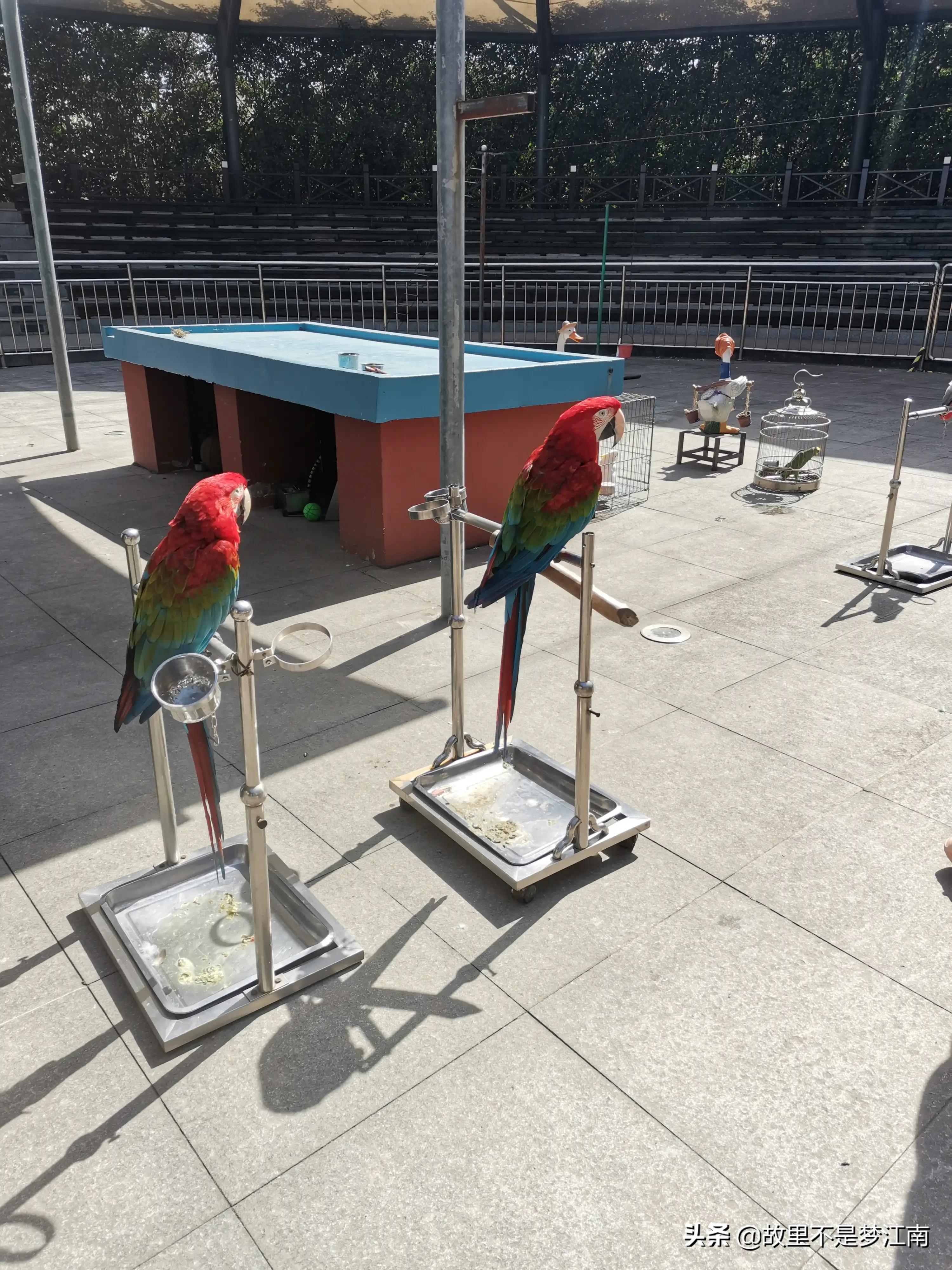 百鸟园儿童乐园,百鸟公园儿童乐园