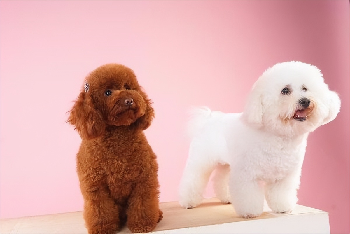 养泰迪还是比熊犬好养,养比熊犬好还是养泰迪犬好