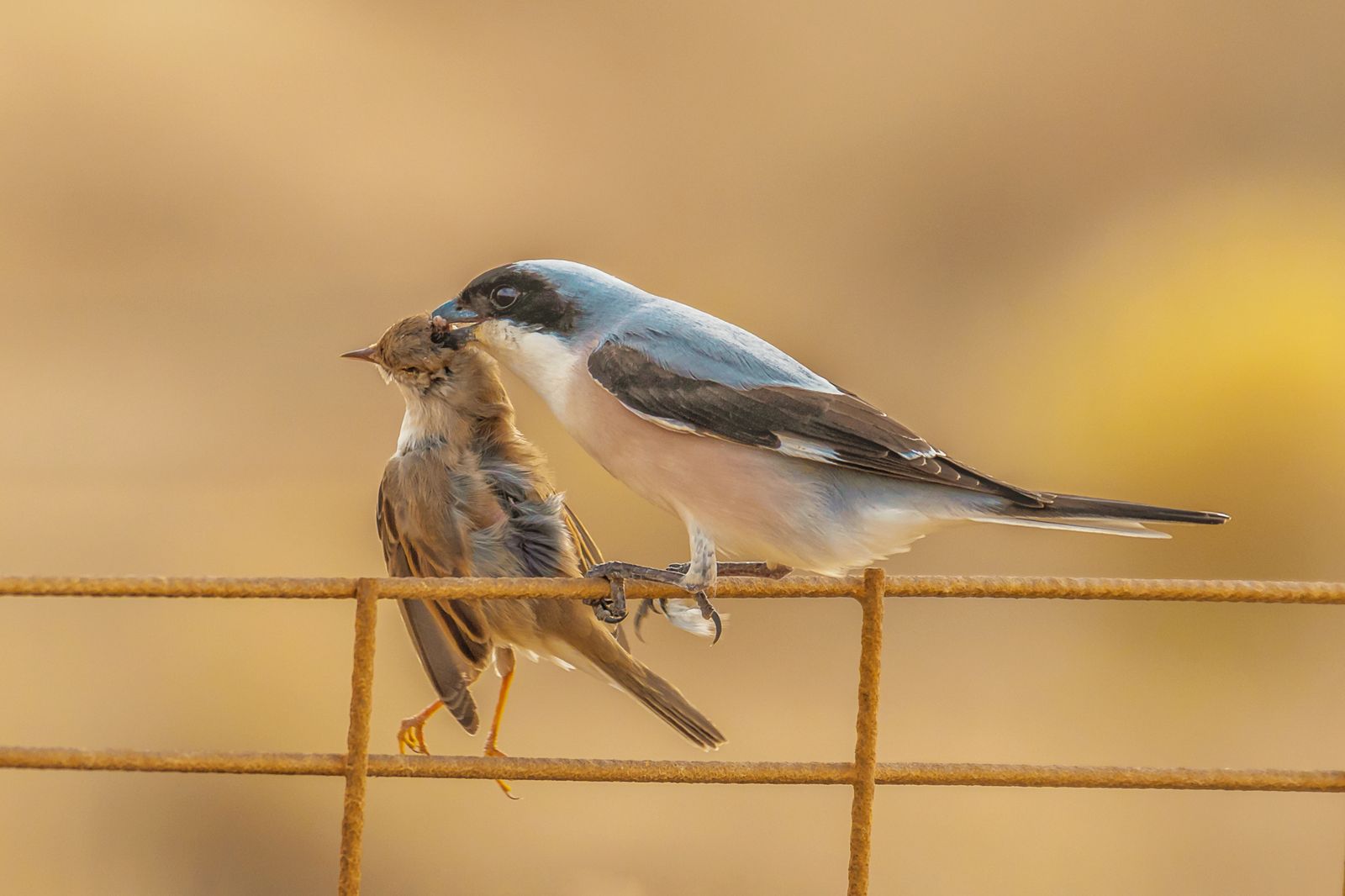 老鹰捕杀大鸟视频,老鹰吃鸟记录