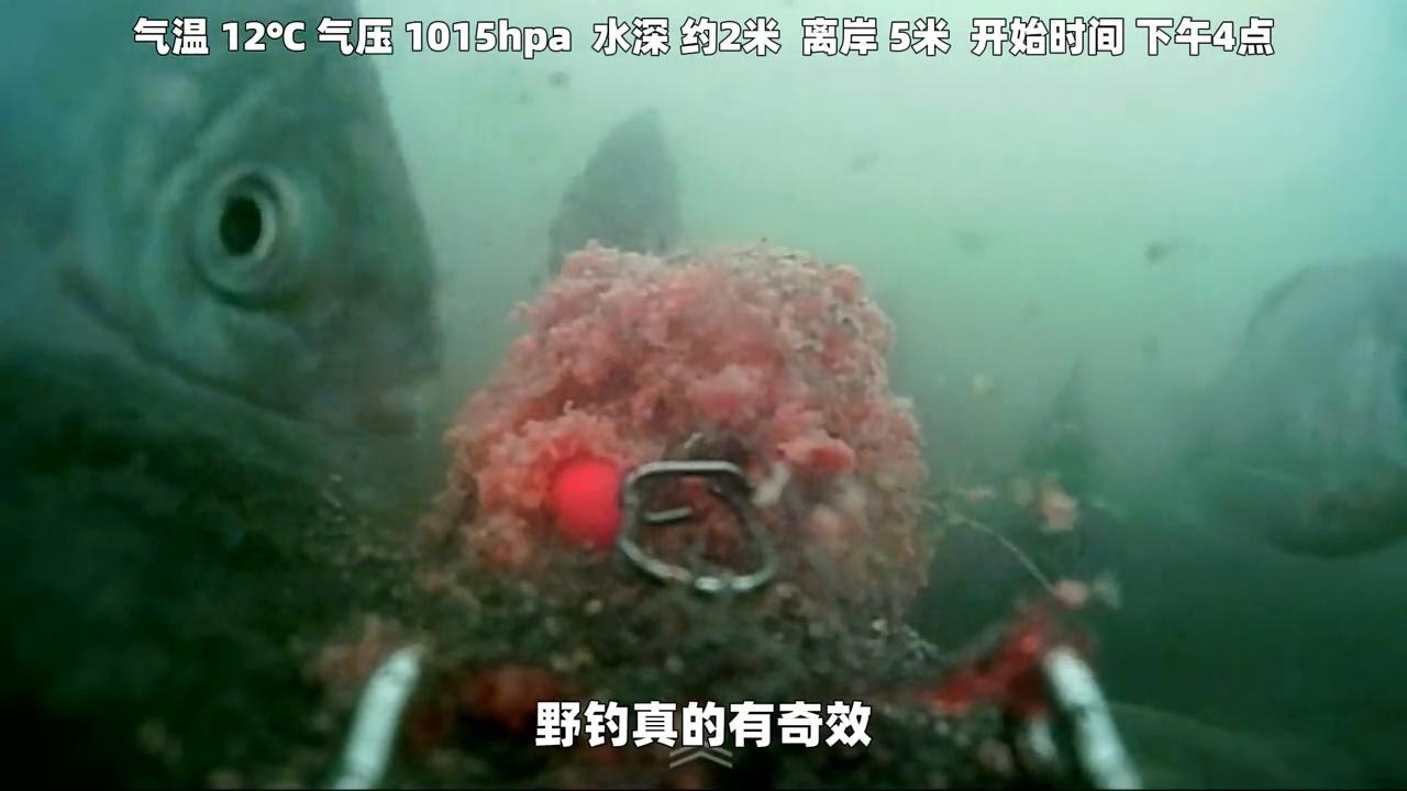 钓鱼王地狱猫饵料怎么搭配,地狱猫鱼饵罗非鱼效果怎么样