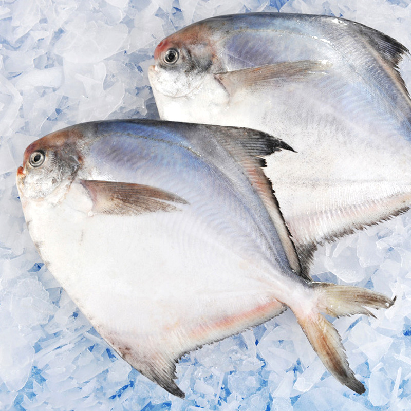 海鲳鱼和淡水鲳鱼有什么区别,海鲳鱼和银鲳鱼的区别