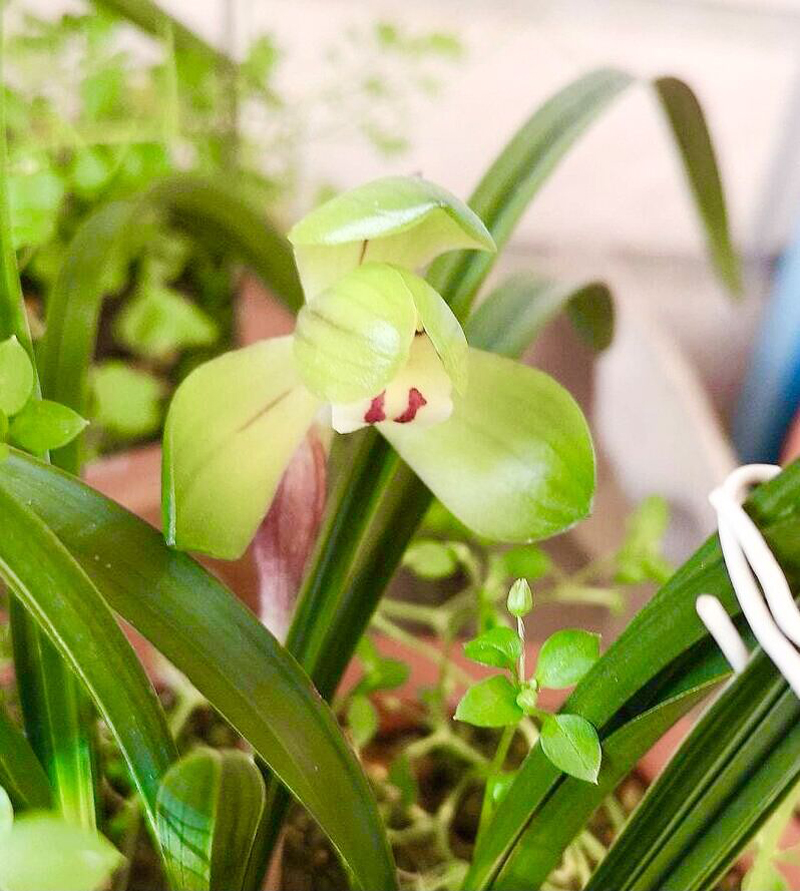 兰花老苗开花后第二年还能开花,兰花长期不分株