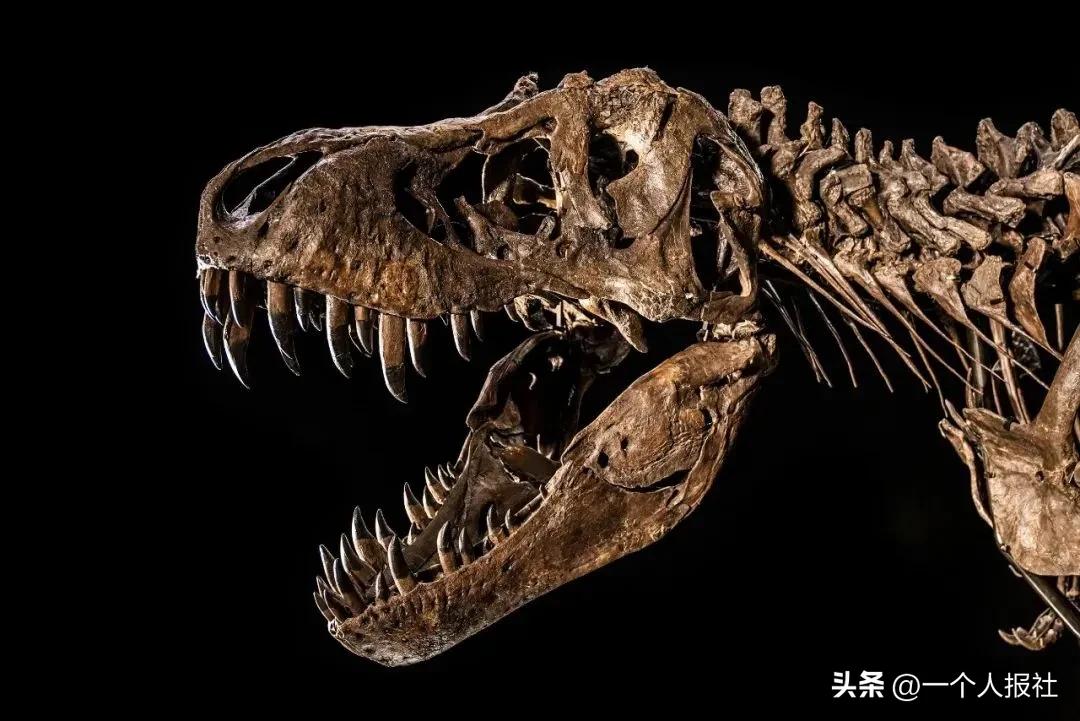 佳士得恐龙化石拍卖 (上海拍卖恐龙化石)