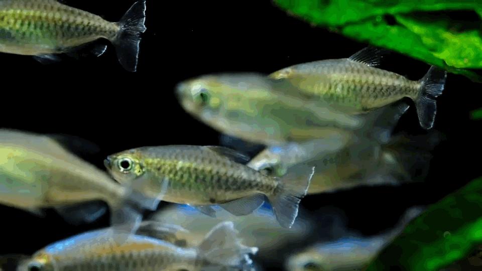 热带观赏鱼长视频,各种热带观赏鱼介绍