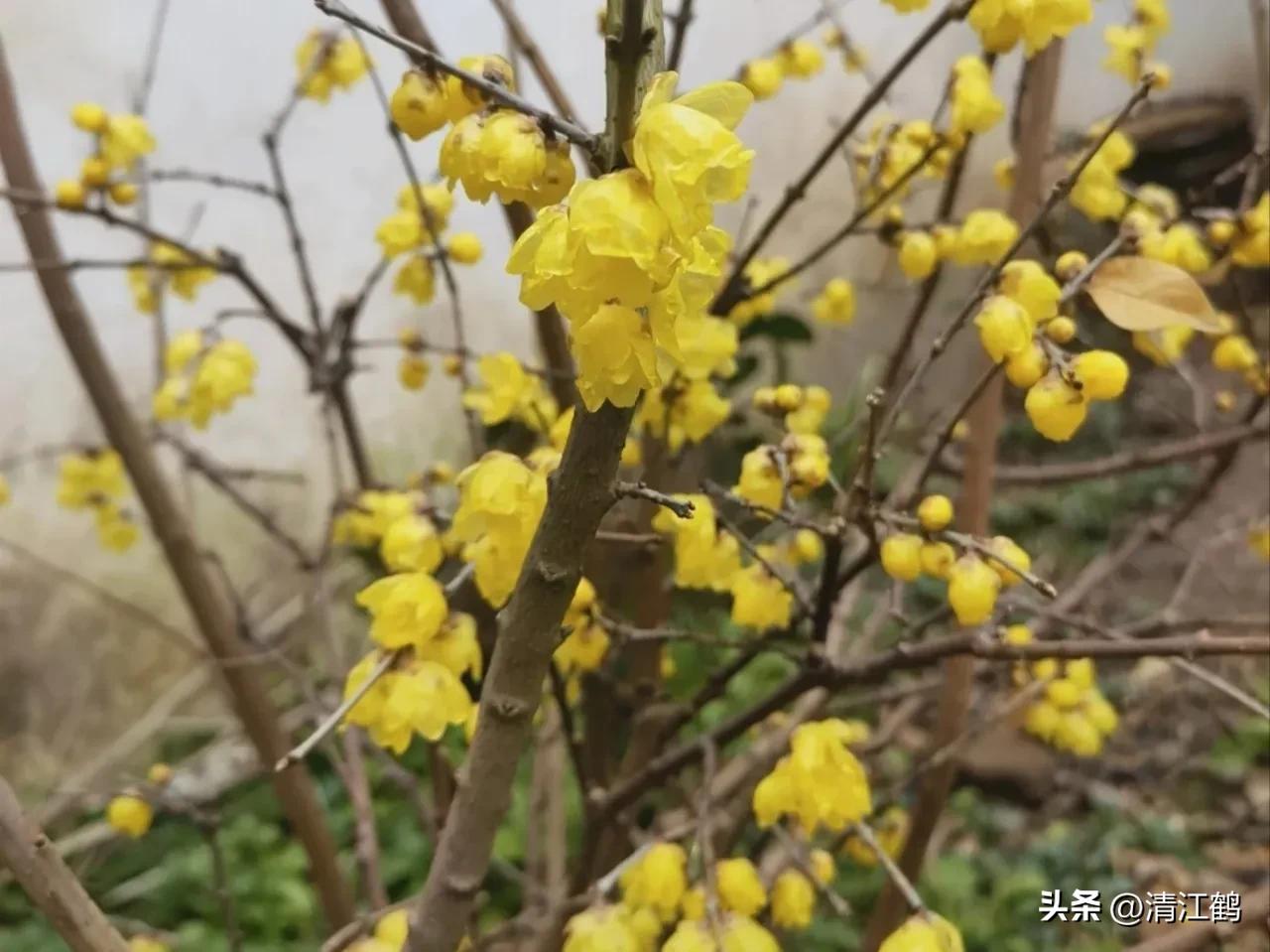 腊梅病虫害图片,腊梅病害