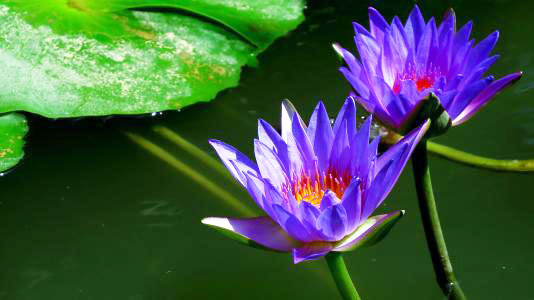 星云大师说人一定有运气,星云大师多做好事