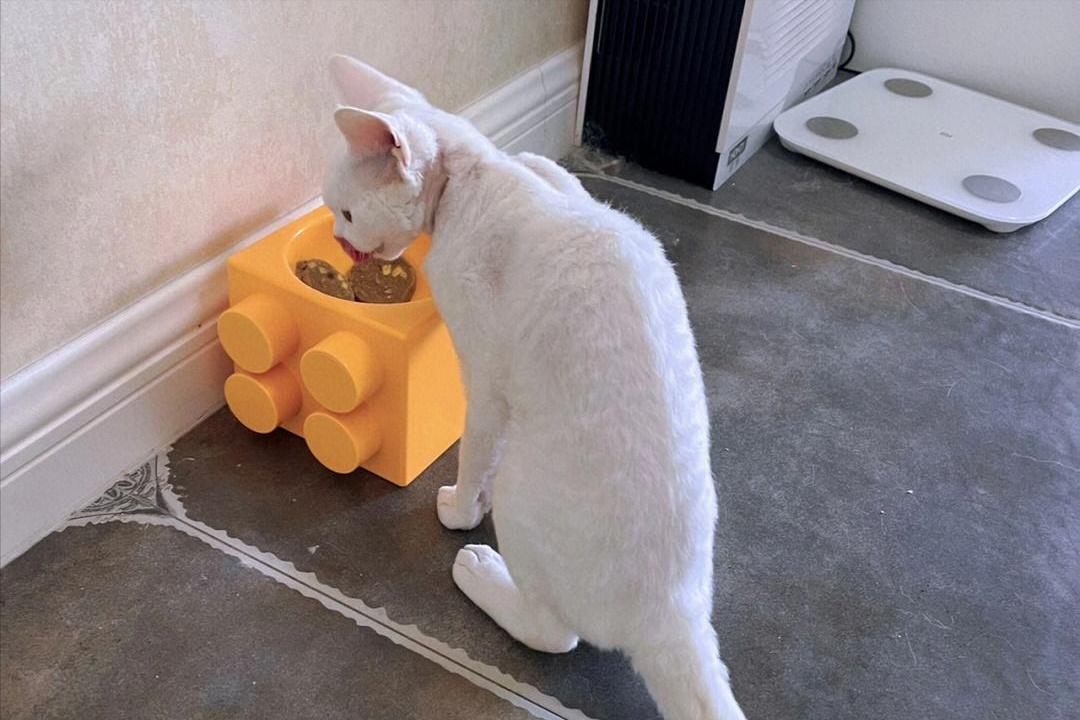 德文猫都很瘦吗,德文猫乖巧吗