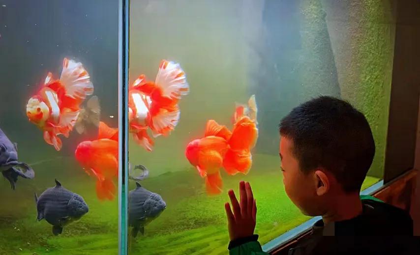 家里养金鱼经常死是什么原因,家里养金鱼是养单数还是双数