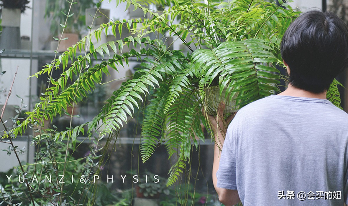 好看又便宜的绿植店铺,什么小绿植好养又适合店铺