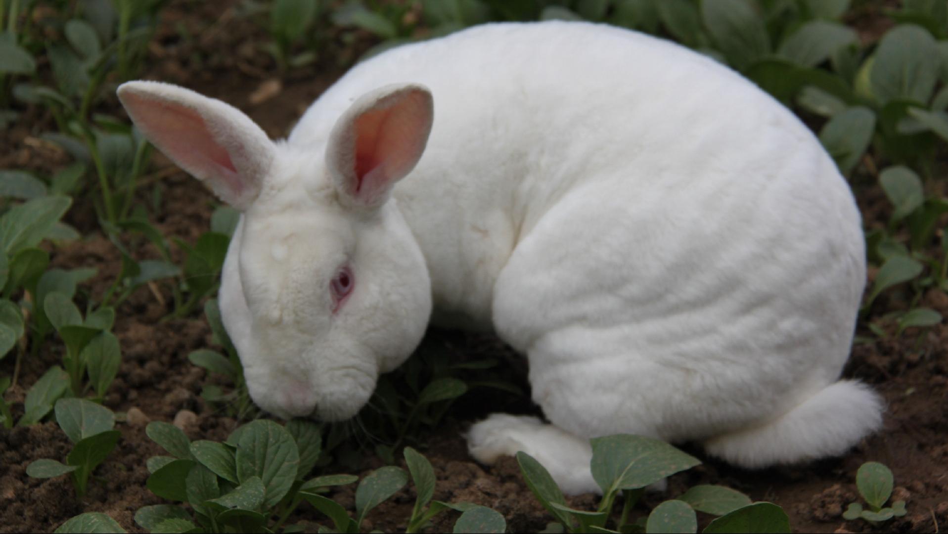 养殖场疾病,养殖兔子生病的状态和解决办法