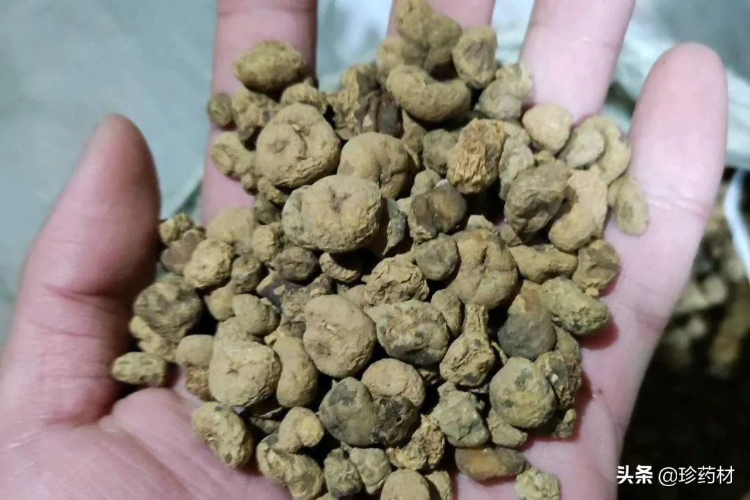 红花、百部、地黄、五味子、龙骨、茵陈、元胡、蒲公英等行情简析