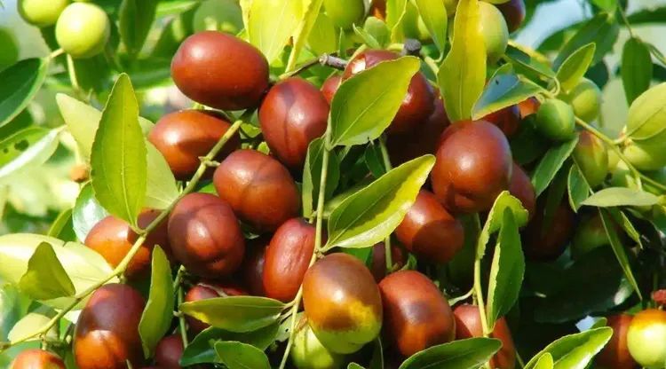 十大国宝级植物,中国最能代表福气的植物