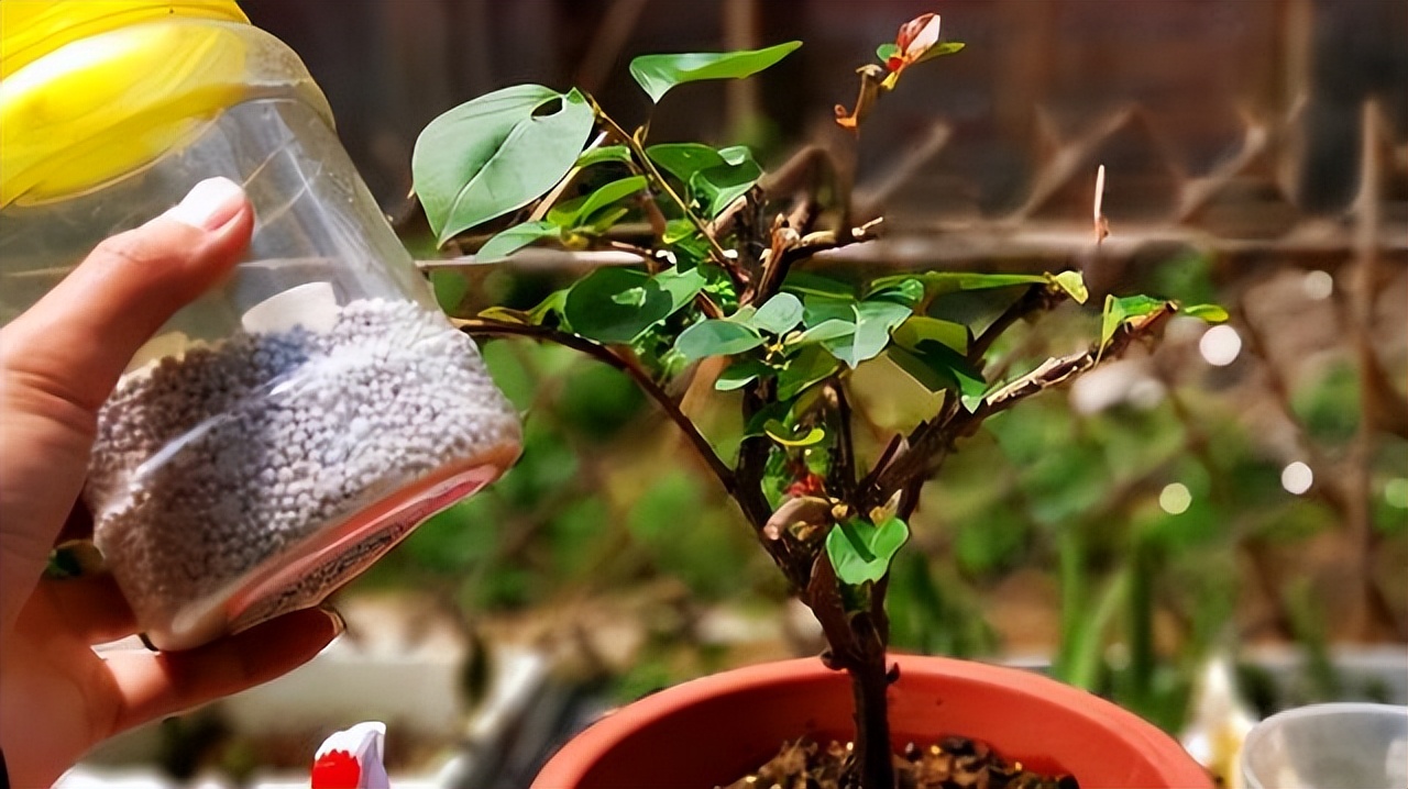 花多多2号和磷酸二氢钾有什么区别，老一辈：都是智商税，别用了
