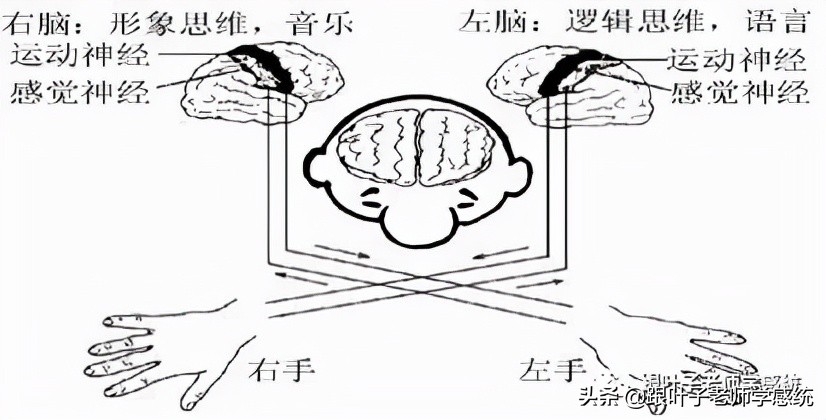 左撇子被强行纠正的后果,左撇子成年了怎样纠正