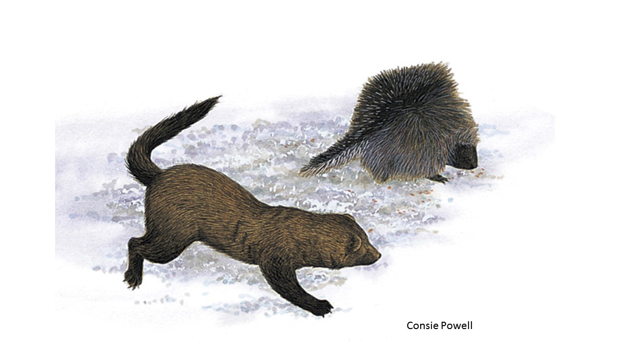 蟒蛇吞野猪被刺死,豪猪刺死巨蟒蛇