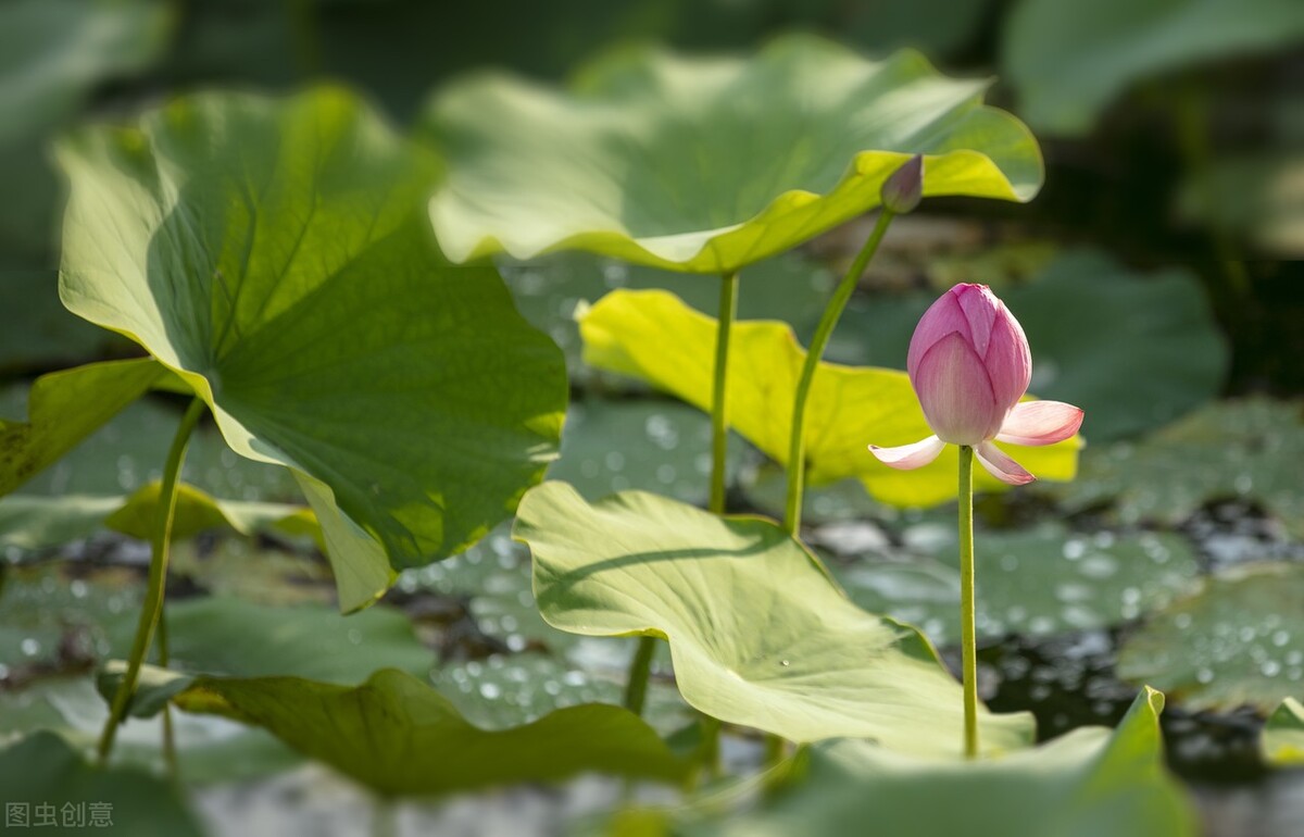 墨海扬波的诗词,墨海扬波