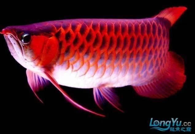 龙鱼缸换水比例,龙鱼缸换水的正确方法