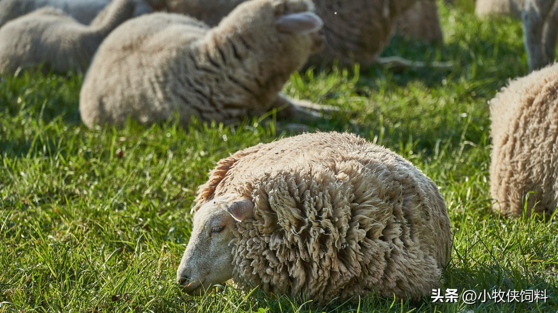 羊流口水是什么病该怎么治,羊流口水是什么问题