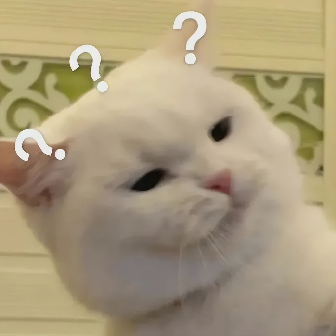 吴X凡要和女友回加拿大了??网友笑疯:淦出来也不说一声!