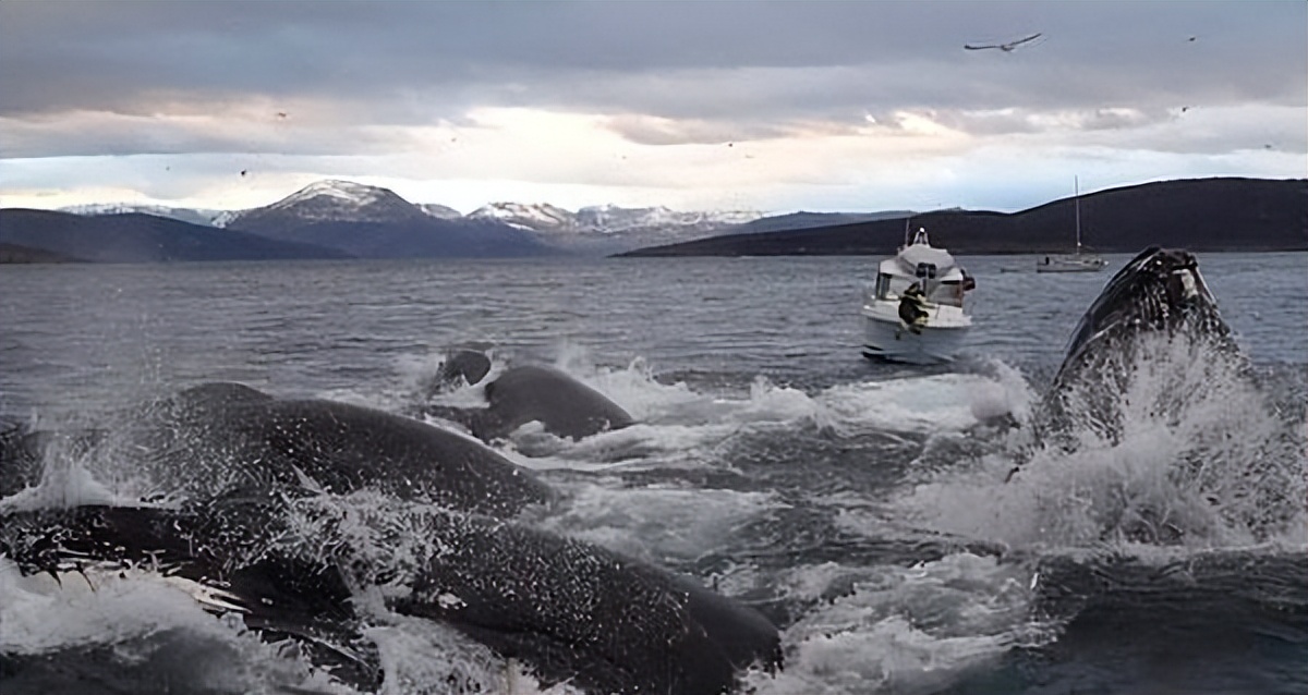 潜水员被鲸鱼吞下如何出来,穿潜水服被鲸鱼吞下该如何自救