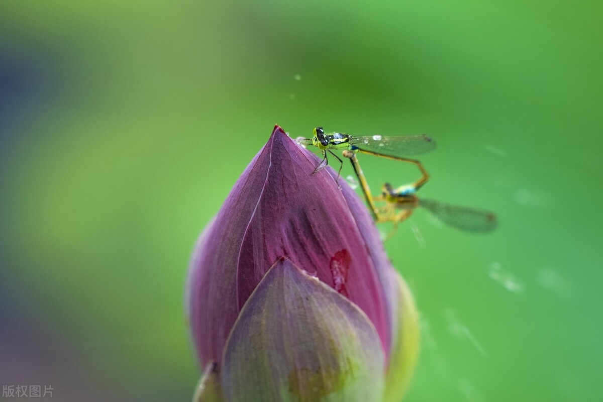 荷花是中国名花之一深受人们喜爱,传统名花荷花