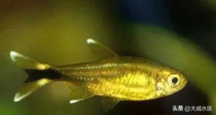 新手必养灯科鱼,灯科群游