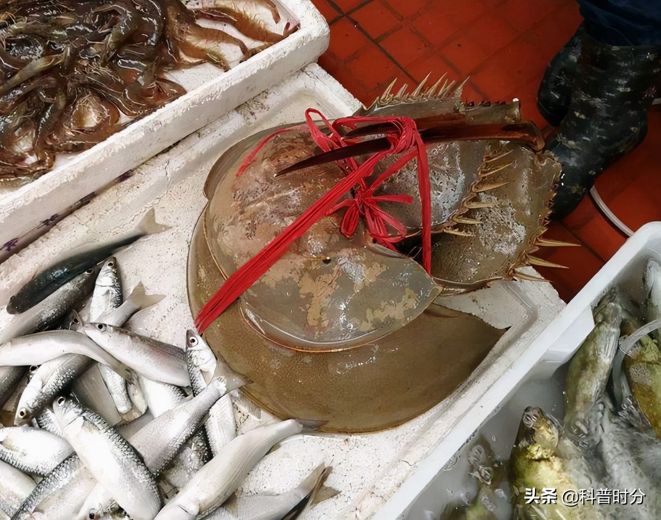 4亿岁生物被疯狂抽血,4亿多年蓝色血液引人类陷入绝境