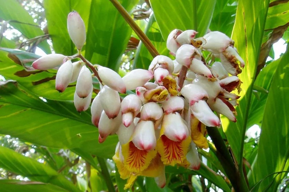 12种香料及分量,姜科植物的香料有哪些