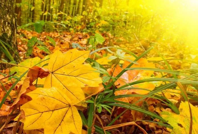 头条挑战赛：对《七律·秋兴（平水韵/孤雁出群格）》的引证解释