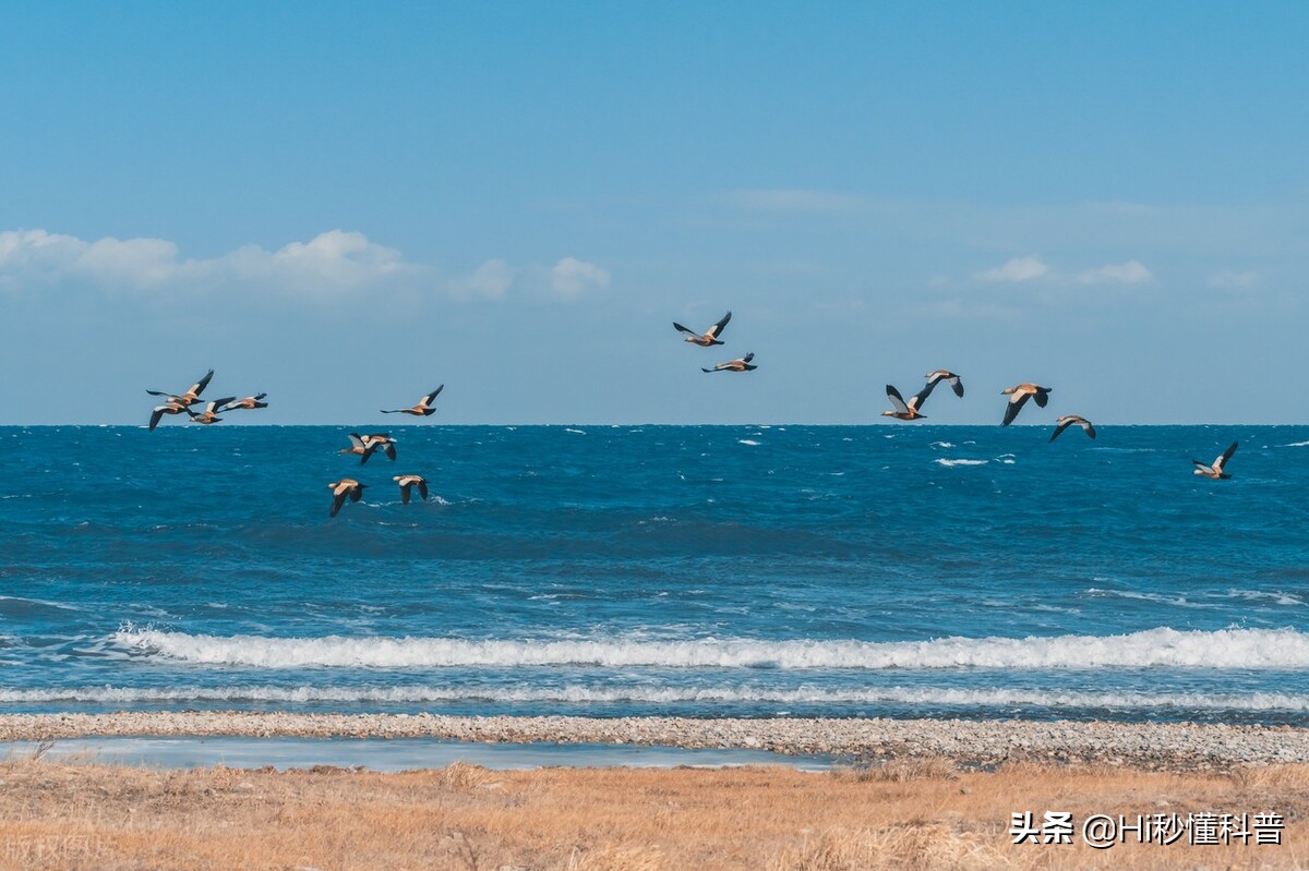 青海湖的救星：3年吃掉7万吨现数量恢复，黑色市场可浮上台面？