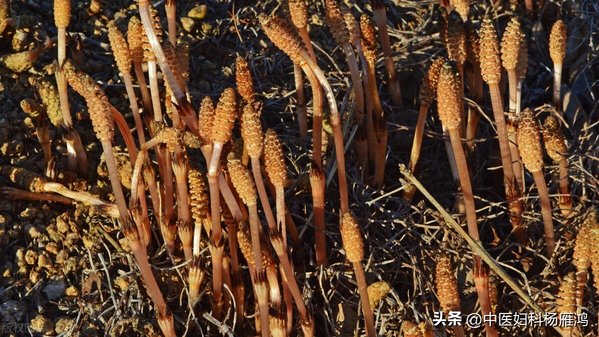 盆腔炎小腹坠痛吃什么药,盆腔炎疼痛老中医有偏方吗