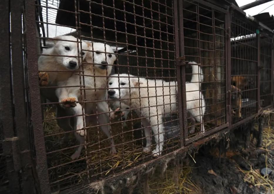 一年吃200万只狗，世界最大狗肉市场，韩国人为啥对吃狗情有独钟