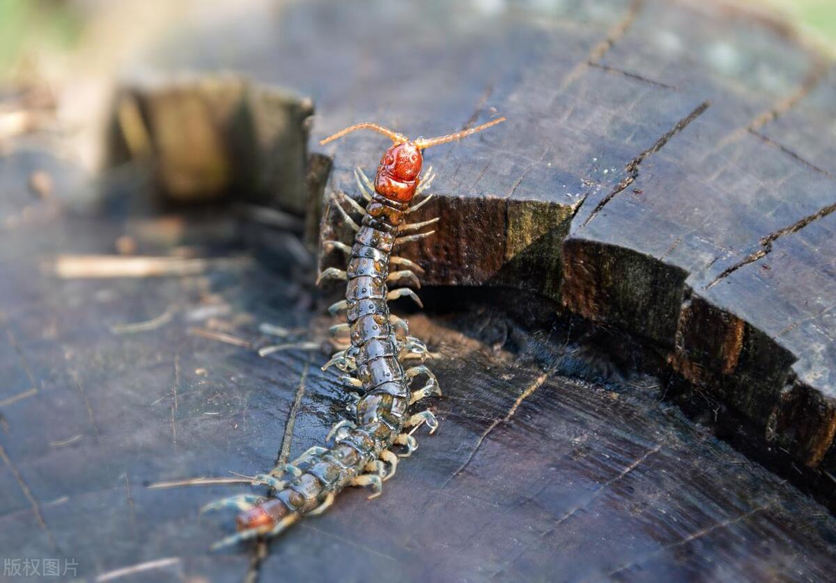 蜈蚣含剧毒被蜈蚣咬伤注意3点,蜈蚣咬伤的正确处理方法